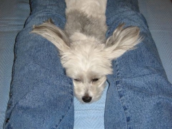 jan17bloglegs2