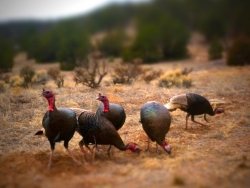 Four Days at the Ranch