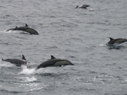 common-dolphins