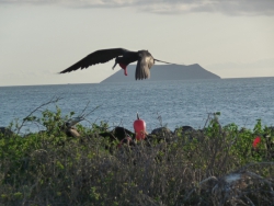 Galapagos Islands