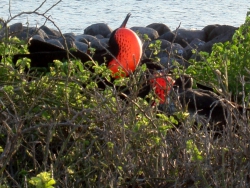 frigate-bird-male
