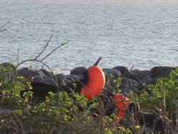 frigate-bird