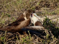 frigate-eating1