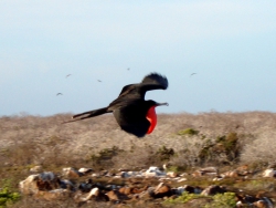 frigate-male-on-flight