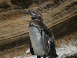 galapagos-penguin