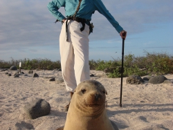 jane-sea-lion