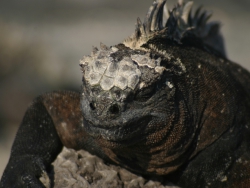 marine-iguana