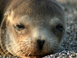 sea-lion