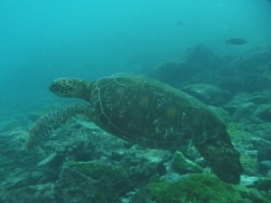 sea-turtle-457x304