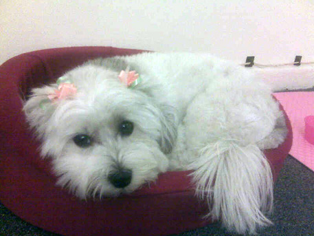 tulea-groom tulea-groom