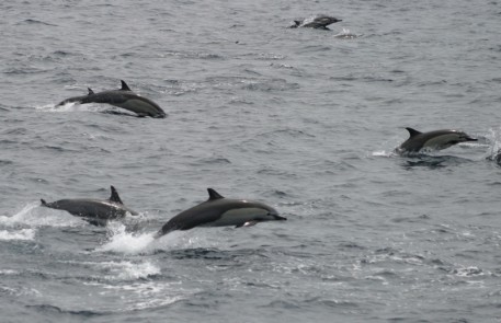 common-dolphins