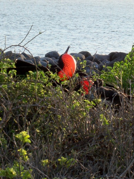 frigate-bird-male