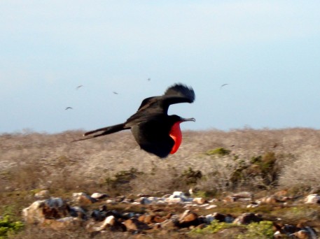 frigate-male-on-flight1
