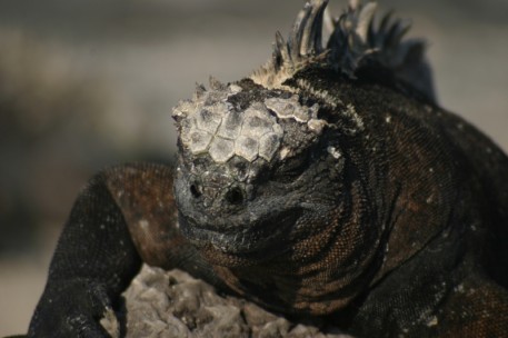 marine-iguana