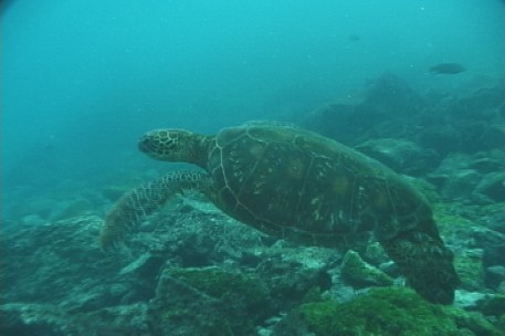 sea-turtle