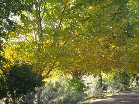 click photo to enlarge