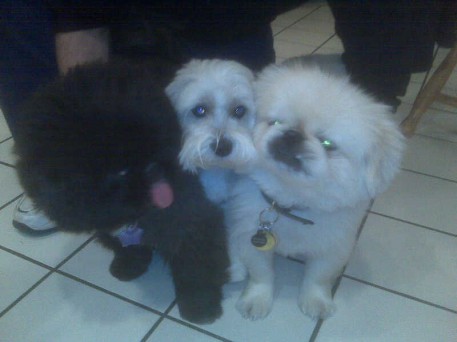 Boris, Tulea and Winston, becoming one happy family