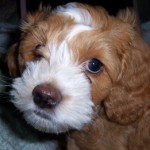 Profile picture of Diane1120