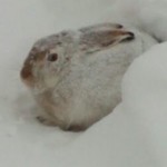 Profile picture of Greg
