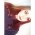 Profile picture of Marisol