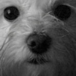 Profile picture of syndie white