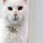 Profile picture of Renec