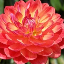 Profile picture of Arizona1