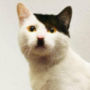 Profile picture of Allison
