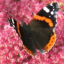Profile picture of Julie Gooding