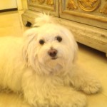 Profile picture of Kealani