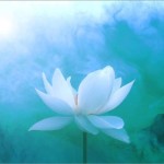 Profile picture of kim